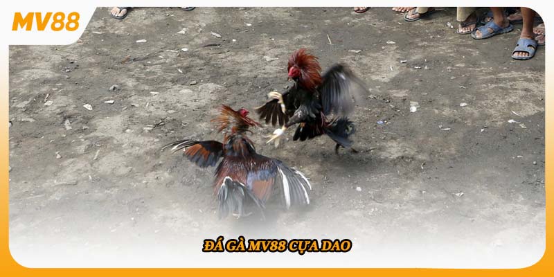 Đá gà mv88 cựa dao