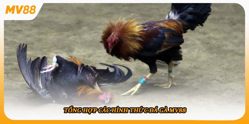 Tổng hợp các hình thức đá gà mv88